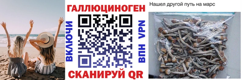 хочу   Бородино  Псилоцибиновые грибы прущие грибы 